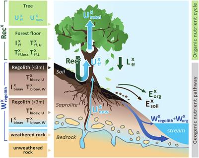 Frontiers | How Slow Rock Weathering Balances Nutrient Loss During